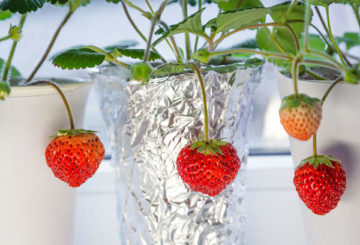 Aardbeien in potten op de vensterbank