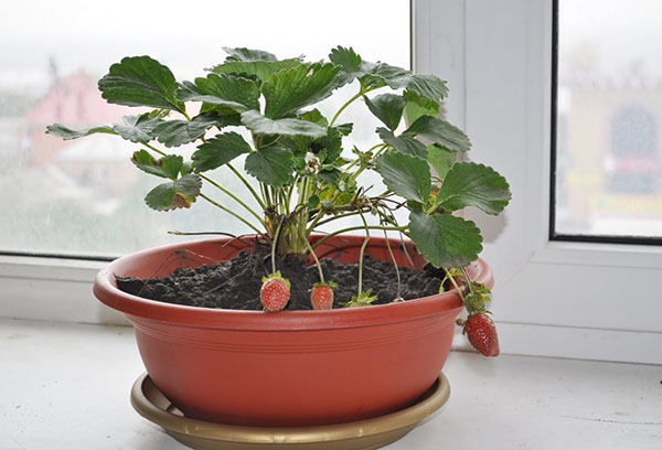En kruka med en jordgubbbuske på fönsterbrädan