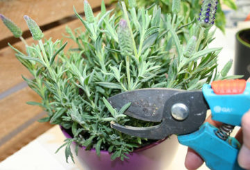 Podando um arbusto de lavanda em um vaso