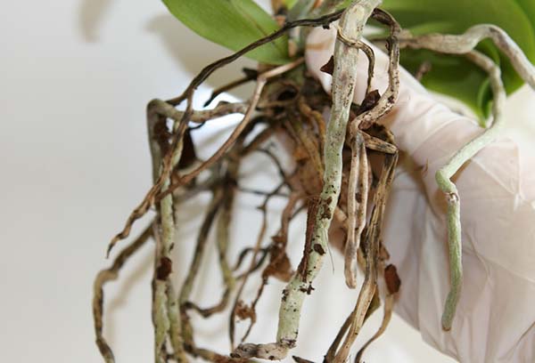 Orchideeën transplantatie