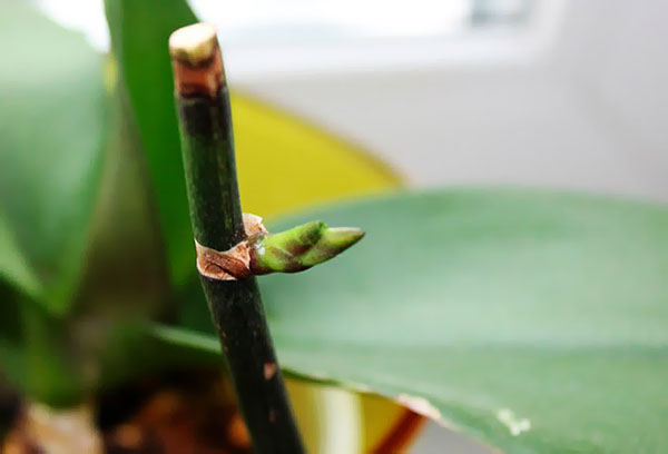 Bouton de fleur d'orchidée