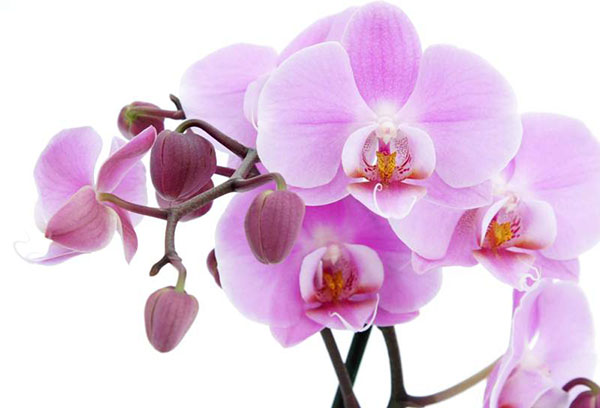 Květ orchideje