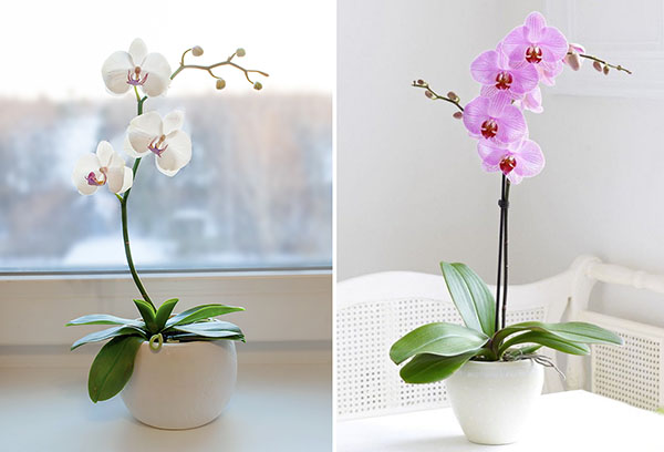 Dva druhy orchideí phalaenopsis