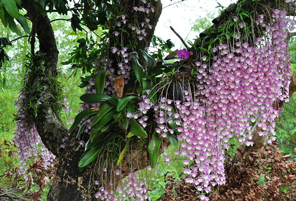 Orchideje v přírodě