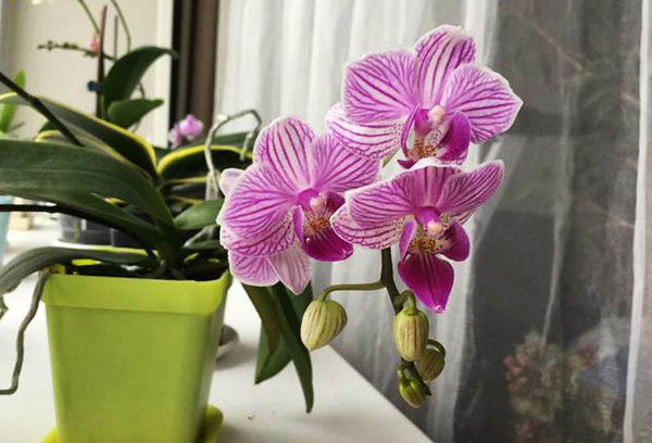 Cvjetanje orhideja na prozoru