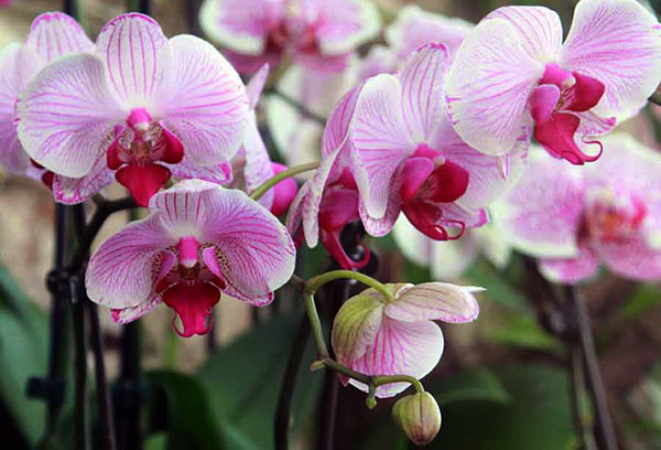 The lush bloom of the phalaenopsis orchid