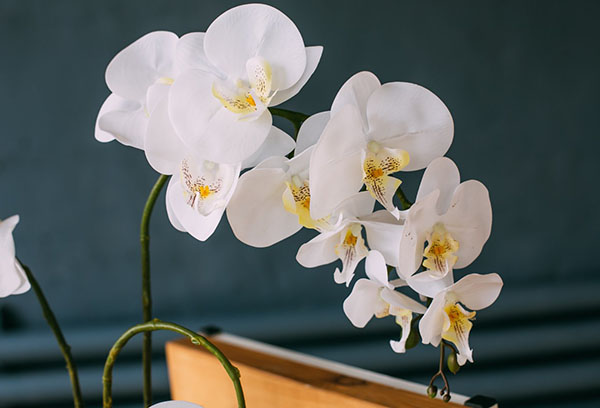Phalaenopsis orkide beyaz çiçekler