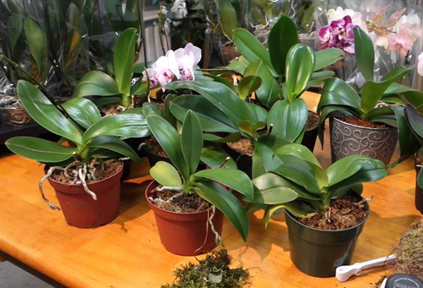 Phalaenopsis orchids in pots
