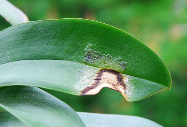 Poškodený list orchidey