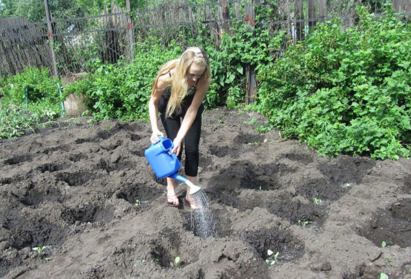 Fata care udă varză plantată în grădină