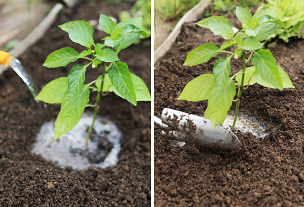 A paprika öntözése