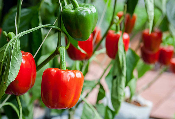 Rijpen van paprika