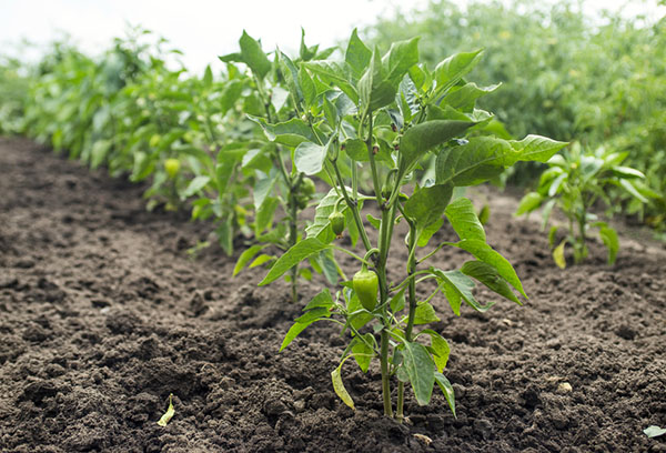 Poivre dans le jardin