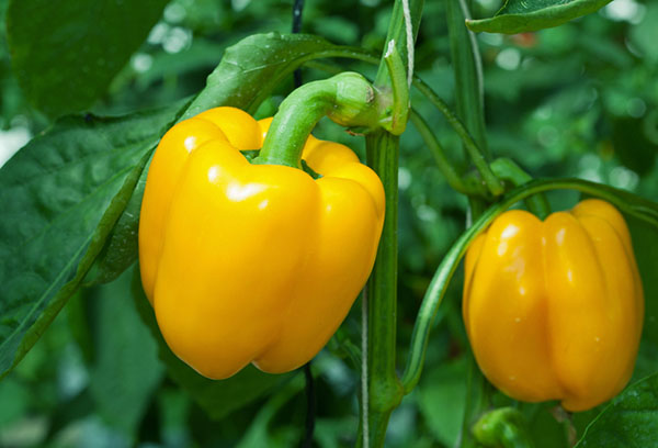 Pimientos