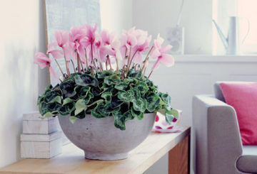 Blooming cyclamen in the living room