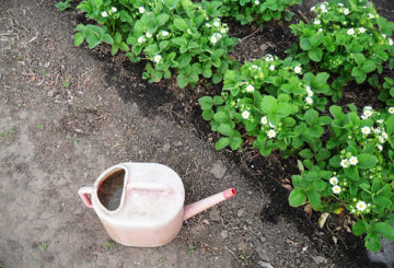 Regar las fresas durante la floración.