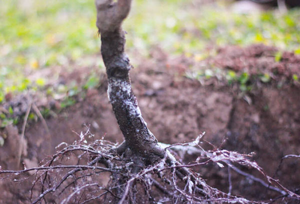 Засаждане на череши с отворена коренова система