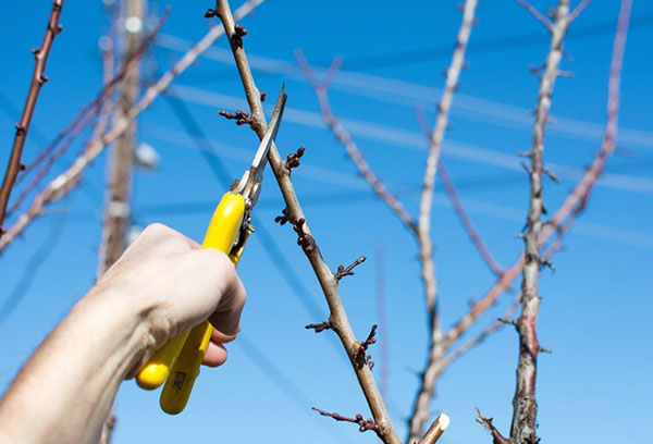 Taille de la prune