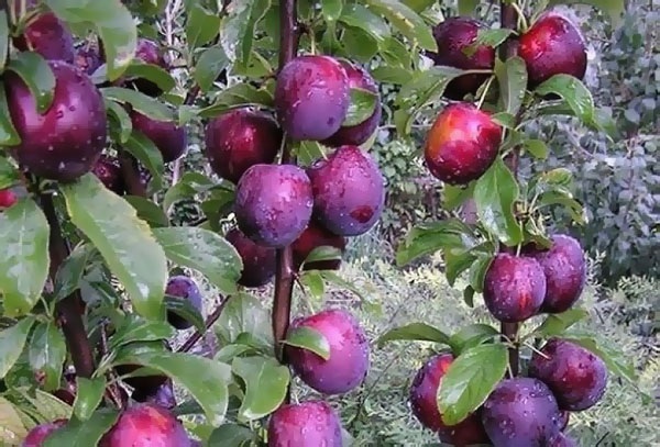 Plum kolumnar