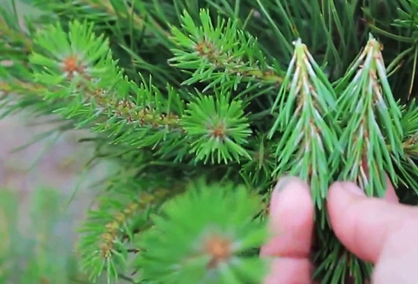 Taille des pousses d'épinette