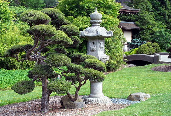 Pino de montaña en estilo niwaki