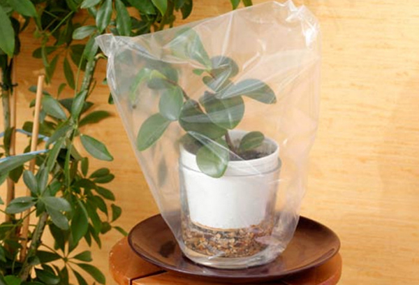 Roślina wewnętrzna pod plastikową torbą