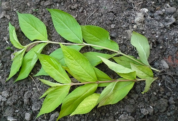 Brotos aparados de weigela