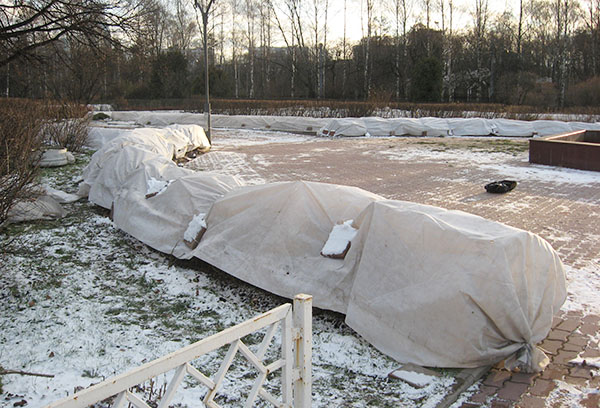 Arbustes abrités pour l'hiver