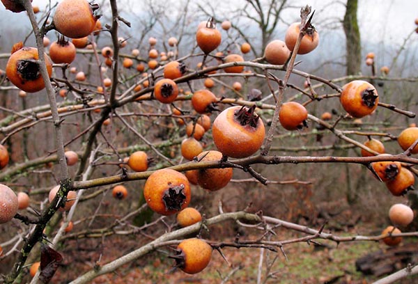 Medlar sklizeň