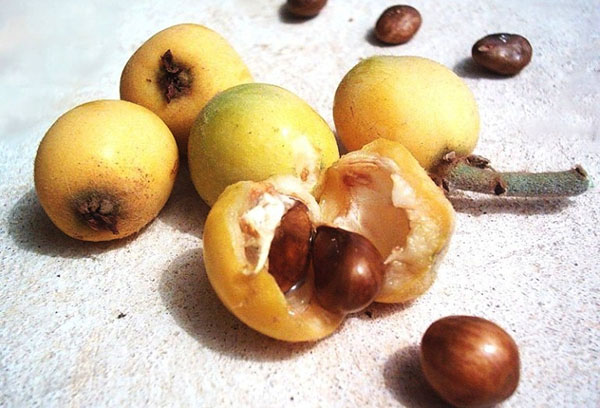 Biji Medlar