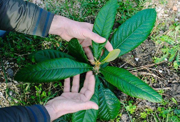 Plantando nêspera