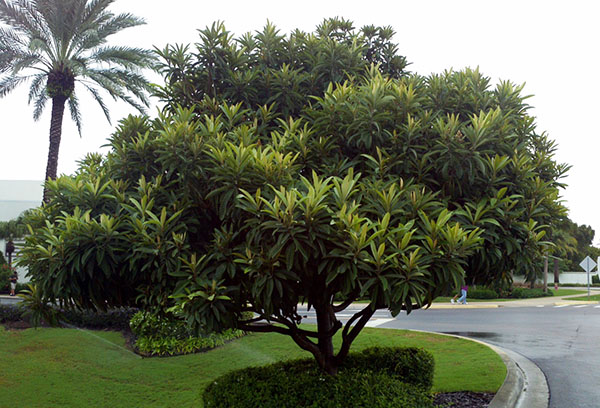 Medlar dengan rapi