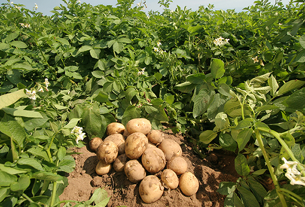 Реколта от картофи