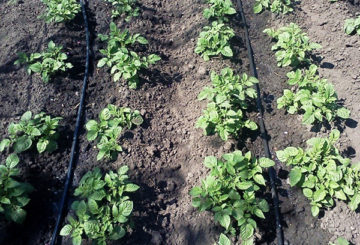 Irrigação por gotejamento de canteiros de batata