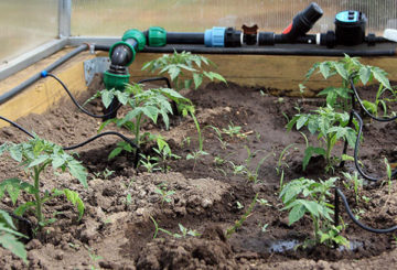 Automatisch water geven van tomaten in de kas