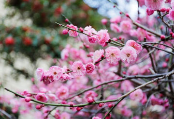 Flor de sakura