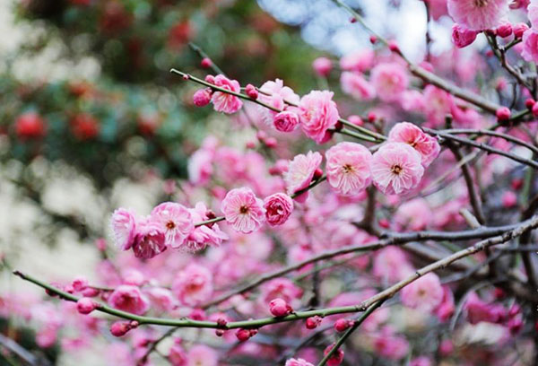 Sakura blomma