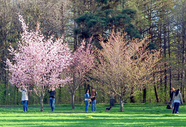 Olika sorter av körsbärsröda blomningar i parken