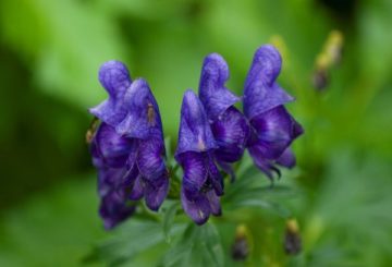 Aconite Kerinting