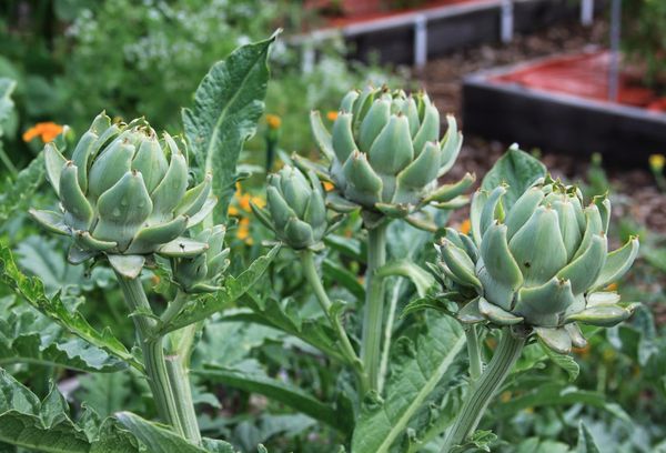 Menumbuhkan artichoke