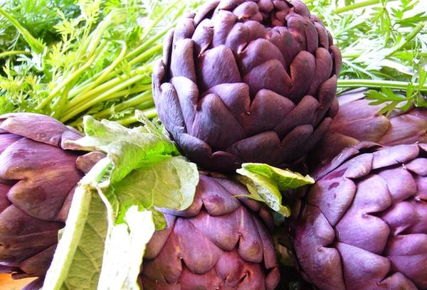 Artichoke Violetto