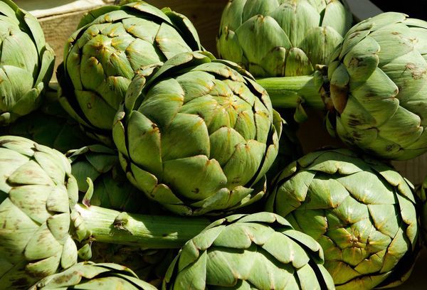 Artichoke cara utama tumbuh