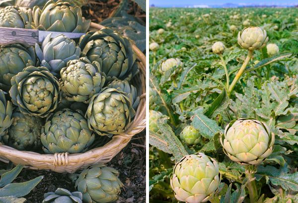 Artichokes