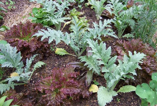 Anak pokok Artichoke