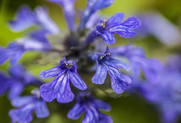 Flores lilas