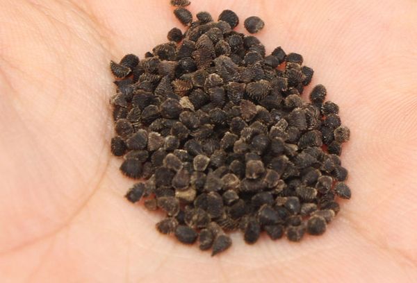 Delphinium Seeds