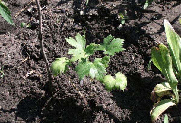 Delphinium Sprout