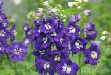 Delphinium virágok