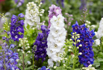 Variétés hybrides de delphinium