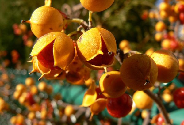 Frutos e sementes de Diana